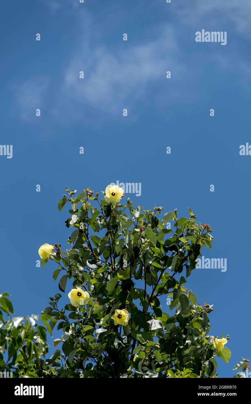 Top of Cottonwood tree, native hibiscus (Hibiscus tiliaceus),  pale yellow   flowers. Sunny, blue sky. Garden, Queensland, Australia. Copy space Stock Photo