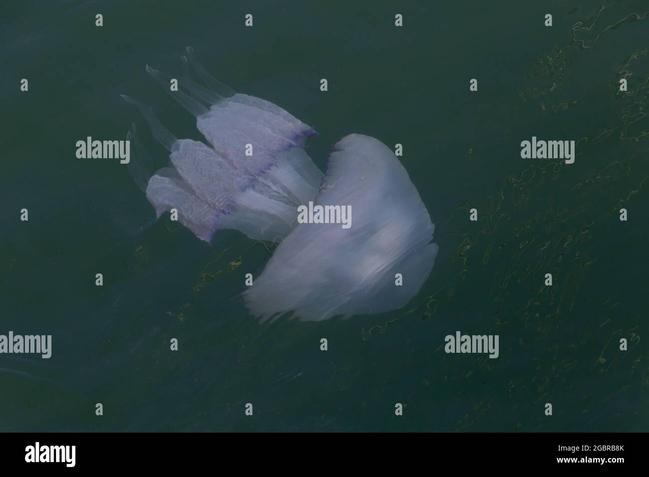 White jellyfish swimming in sea hi-res stock photography and images - Alamy