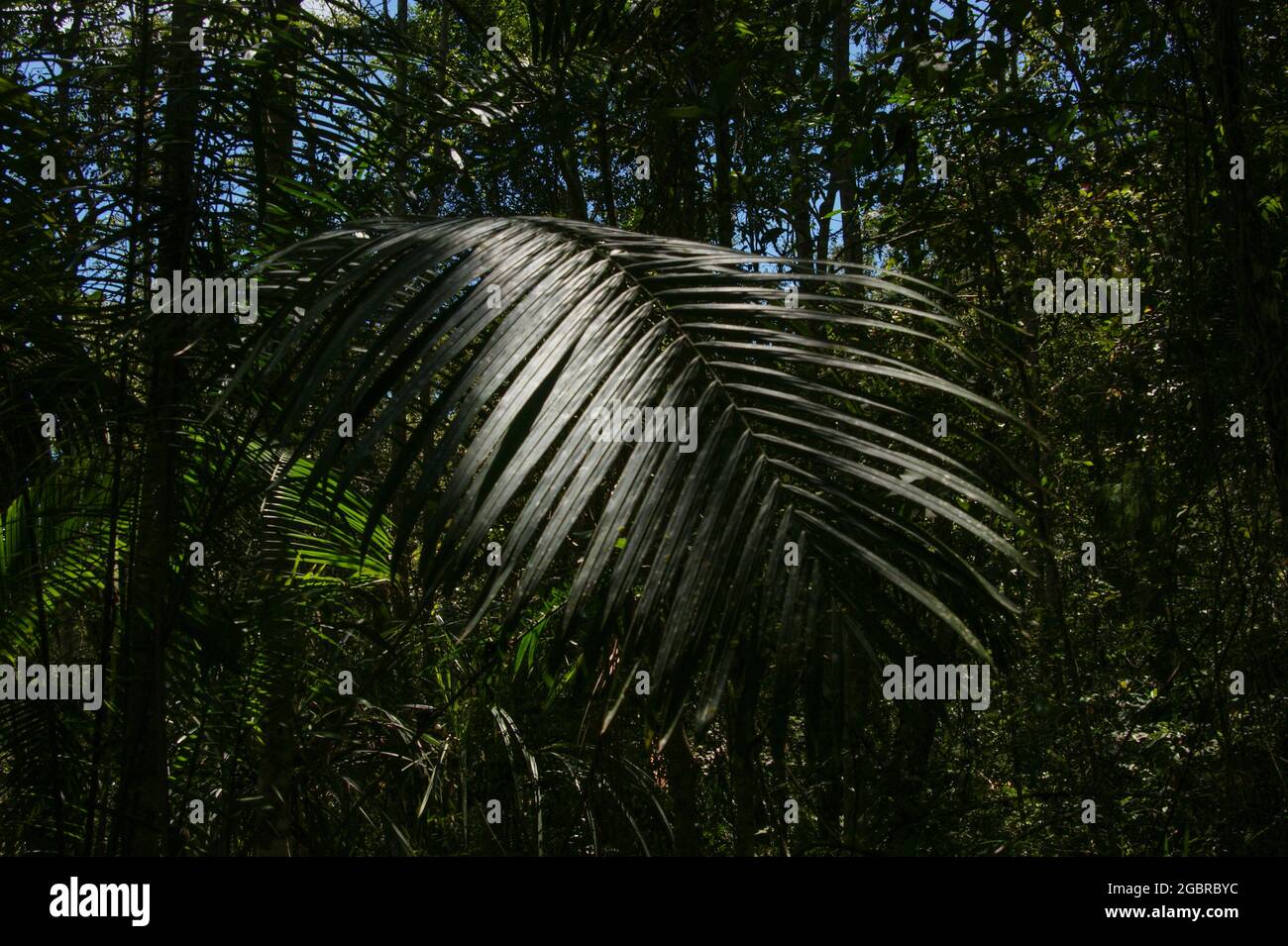 Green leaf of the rattan palm in Borneo rainforest, Sarawak, Malaysia