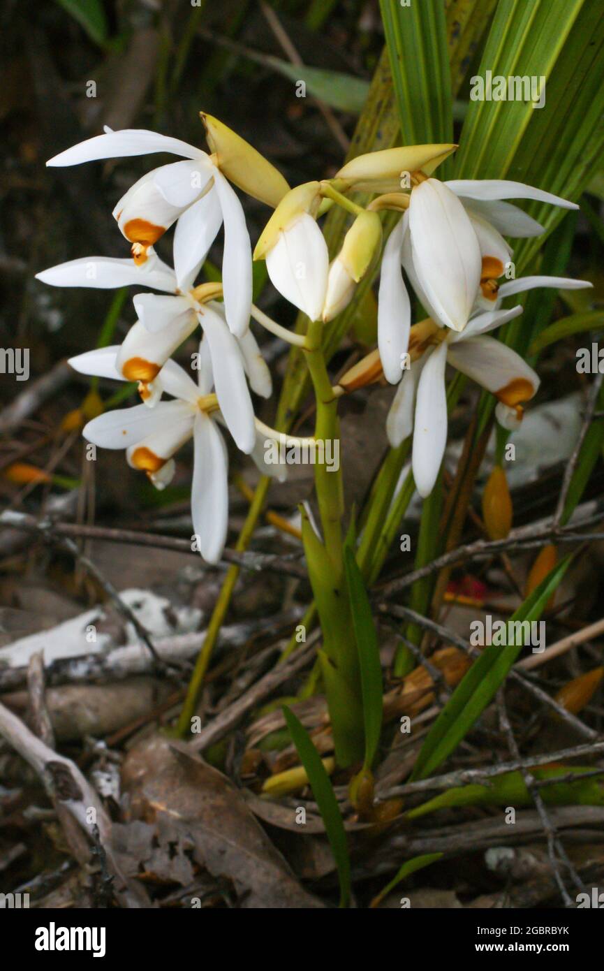 White orchid flowers of Coelogyne viscosa, Borneo, Malaysia Stock Photo