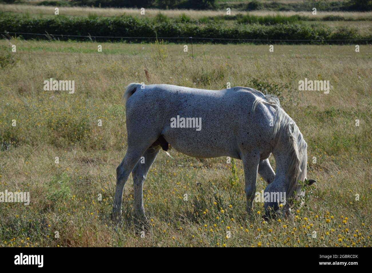 Beautiful white horse grazing on the grassy field in the countryside ...