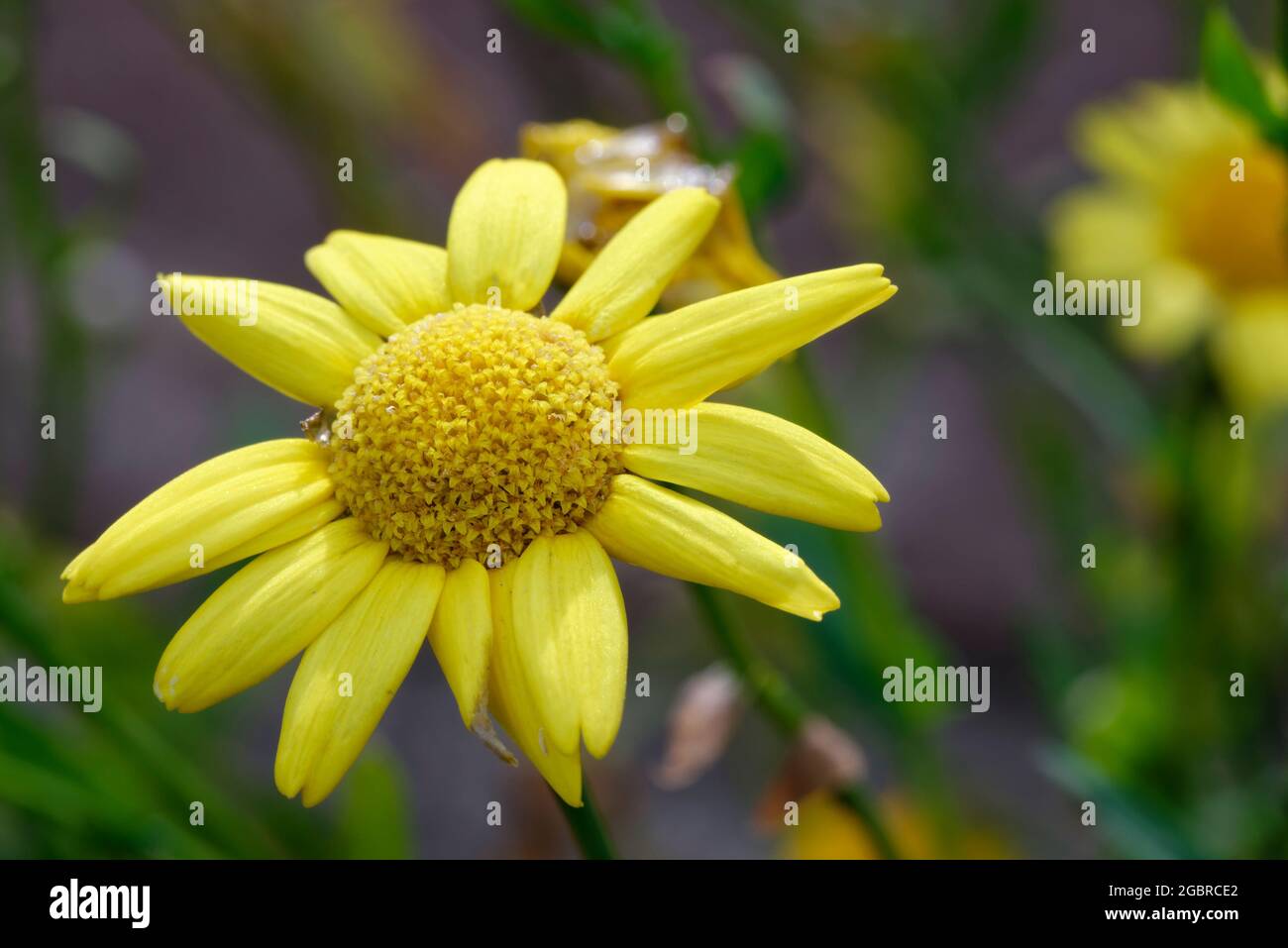 Corn Marigold - Chrysanthemum segetum, declining arable weed Stock Photo