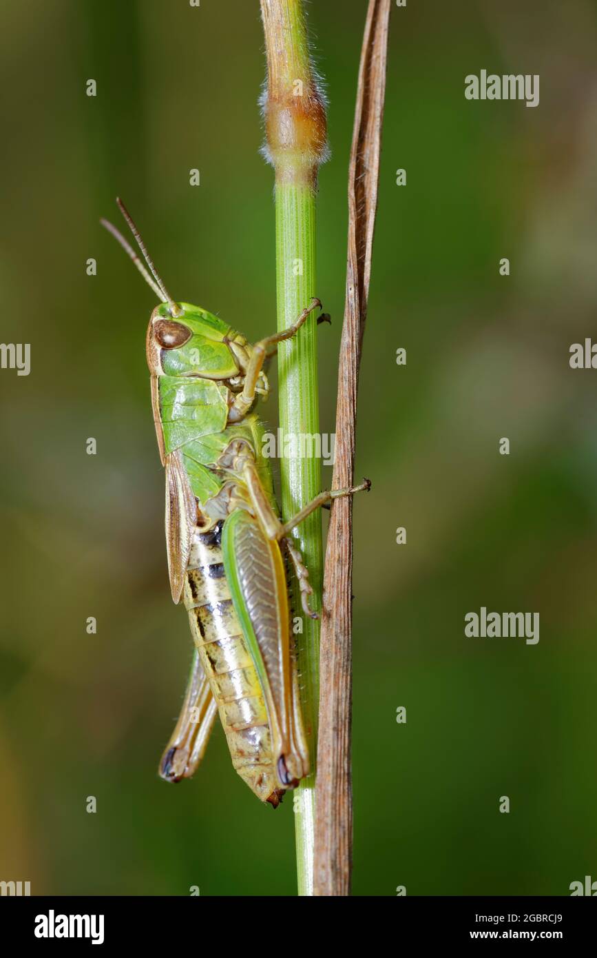 Meadow Grasshopper - Chorthippus parallelus on grass stem Stock Photo