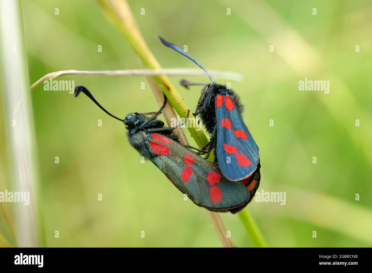 Six-Spot Burnet - Zygaena filipendulae, mating pair on grass stem Stock Photo
