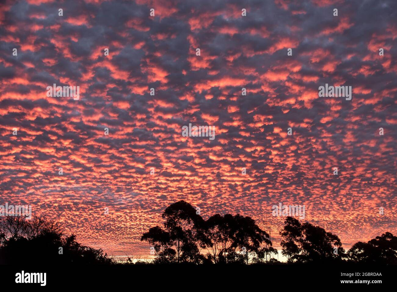 Brilliant sunset of pink, orange and grey pattern of altocumulus stratiformis clouds, trees on horizon. Winter, Queensland, Australia. Background. Stock Photo
