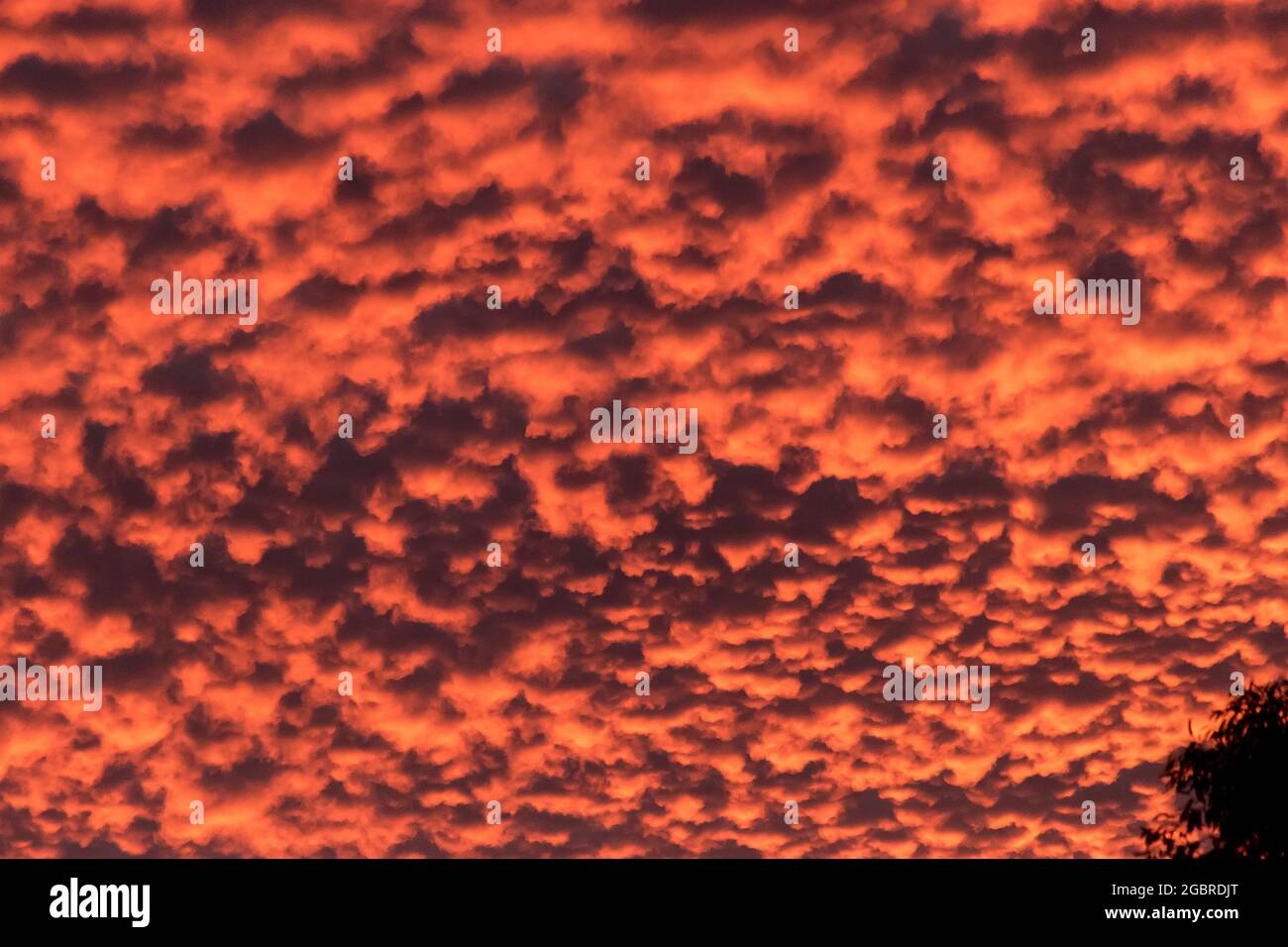 Brilliant sunset of pink, orange and grey pattern of altocumulus stratiformis clouds. Winter, Queensland, Australia. Background. Stock Photo