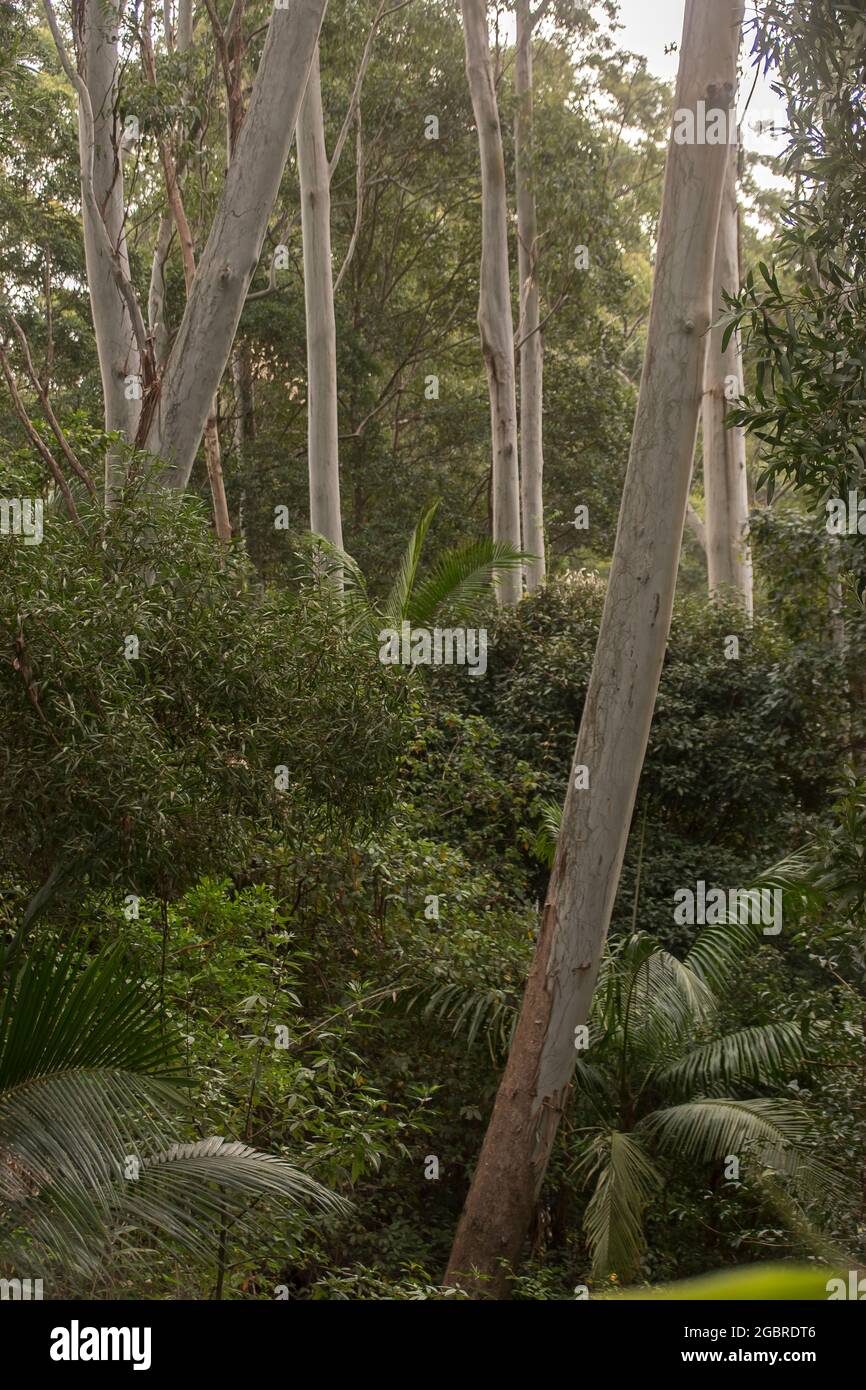 Grey trunks of flooded gums (eucalyptus grandis) towering above green understorey of subtropical rainforest, winter, Tamborine Mountain, Australia. Stock Photo