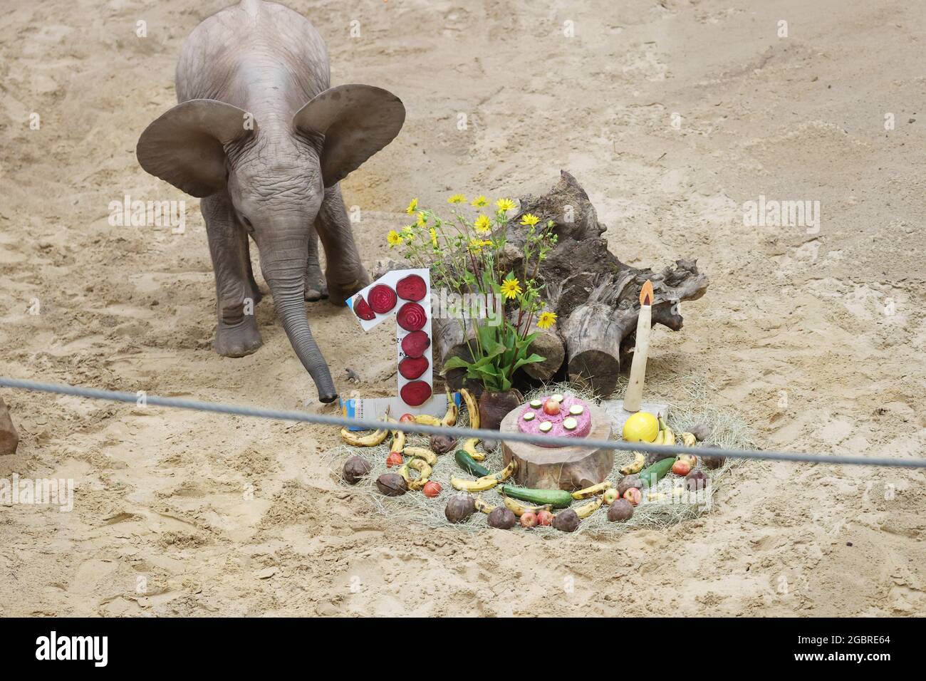 Page 2 Elephant With Cake High Resolution Stock Photography And Images Alamy Page 2 Elephant With Cake High Resolution Stock Photography And Images Alamy