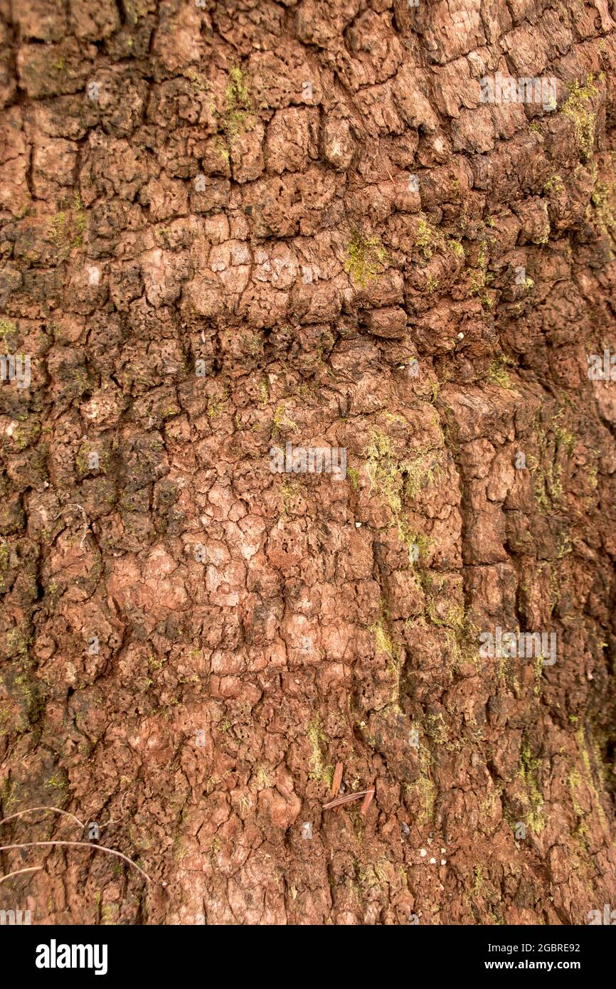 Close-up of bark near the bottom of the trunk of a mature flooded gum (Eucalyptus grandis).Subtropical rainforest, Queensland, Australia, background. Stock Photo
