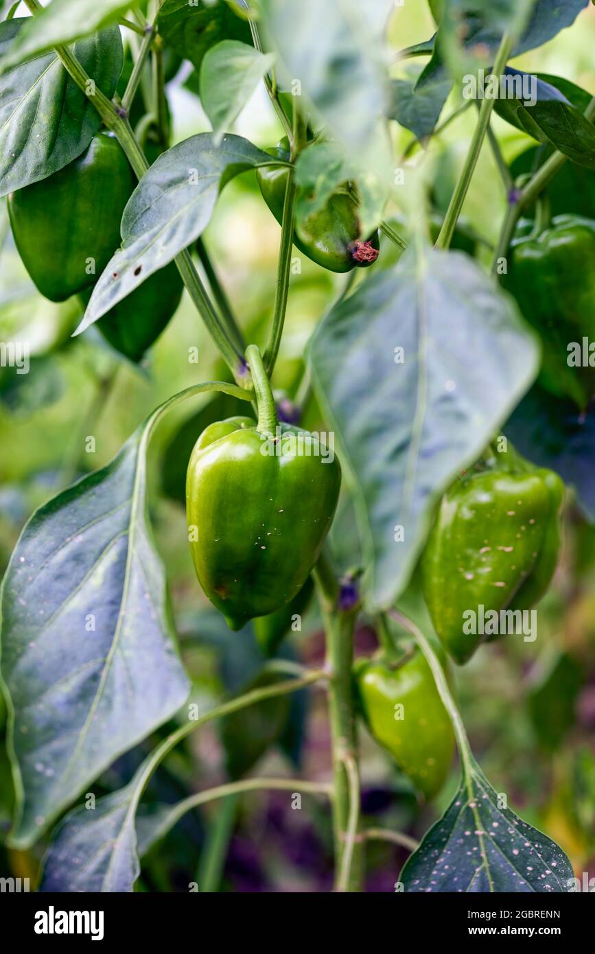 Picking bell peppers garden hi-res stock photography and images - Alamy