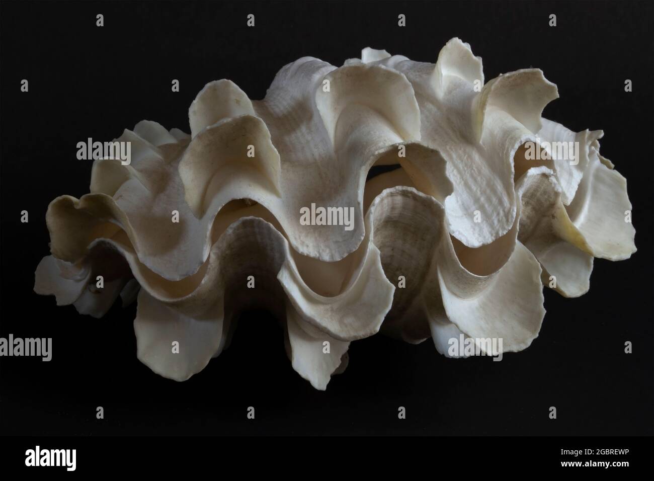 One of only two species of Giant clams found in the Western Indian Ocean, the Fluted Giant Clam has distinctive  scutes between large ribs. Stock Photo