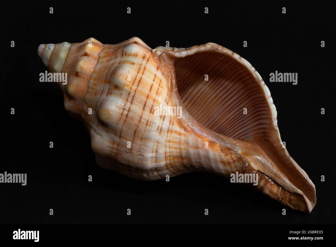 The Foxhead is member of the Tulip Shell family, so named for the distinctive foxy red colour and heavy elongated shell. Stock Photo