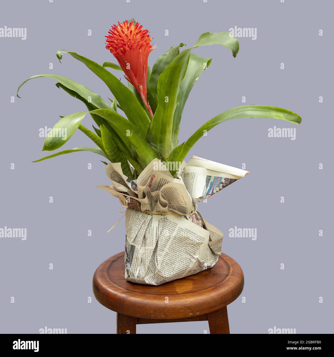 Guzmania plant in a pot packed with newspaper on a wooden stool isolated on a gray background Stock Photo