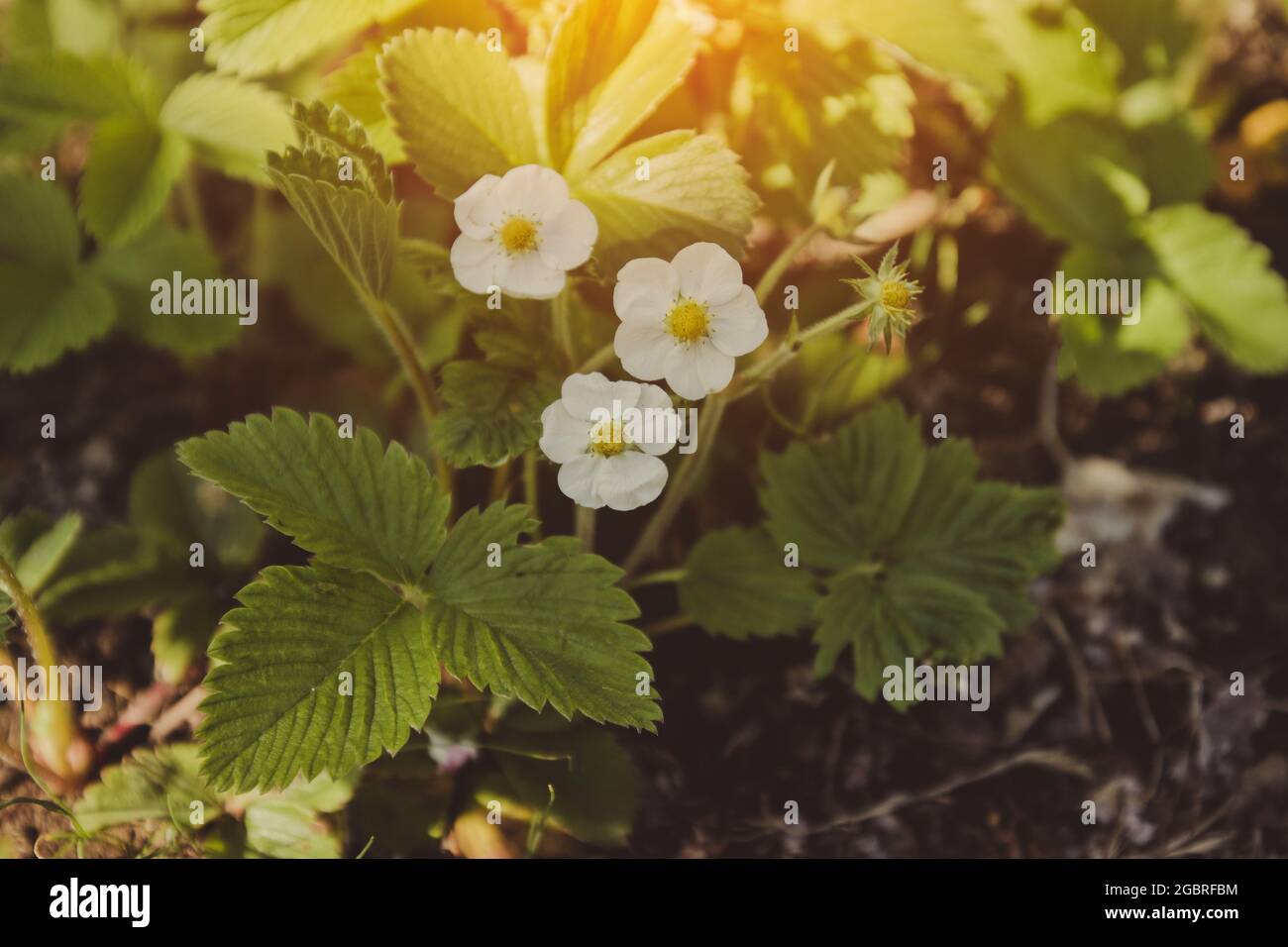 White strawberry flowers with green leaves on soil background Stock ...