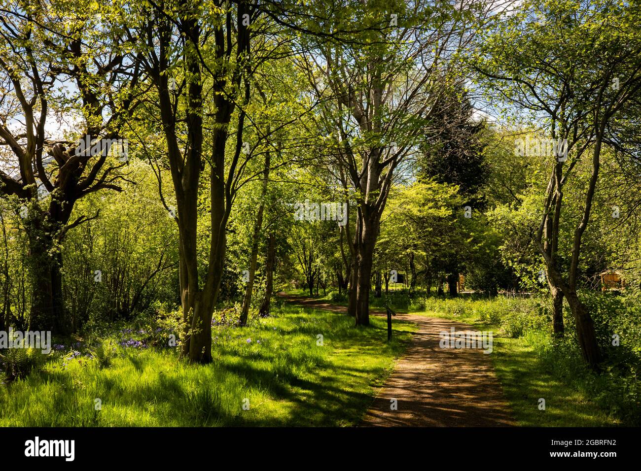UK, England, Cheshire, Goostrey, University of Manchester, Jodrell Bank, path through woodland Stock Photo