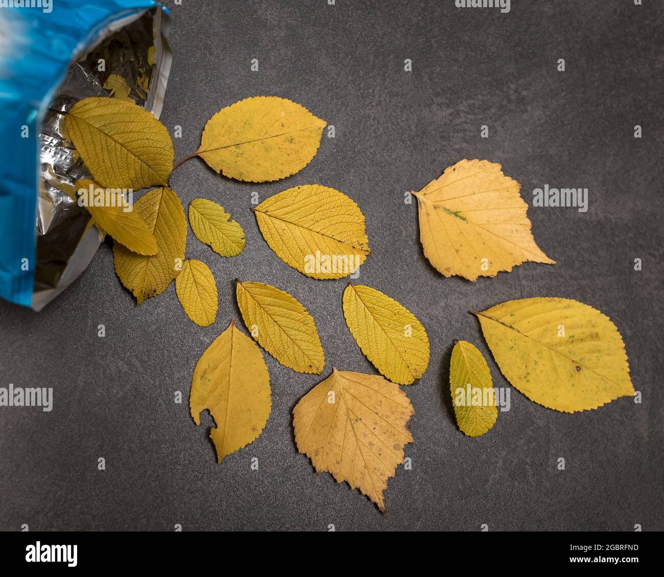 Yellow autumn leaves are scattered from an open package like potato chips on a black stone table. Original idea.  Stock Photo
