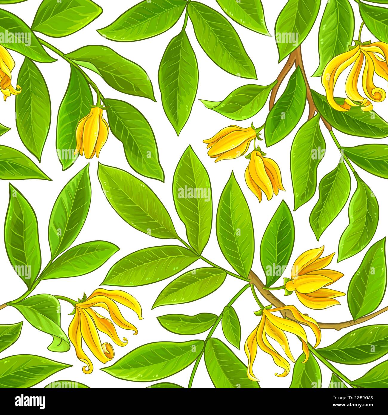 ylang ylang pattern on white background Stock Vector