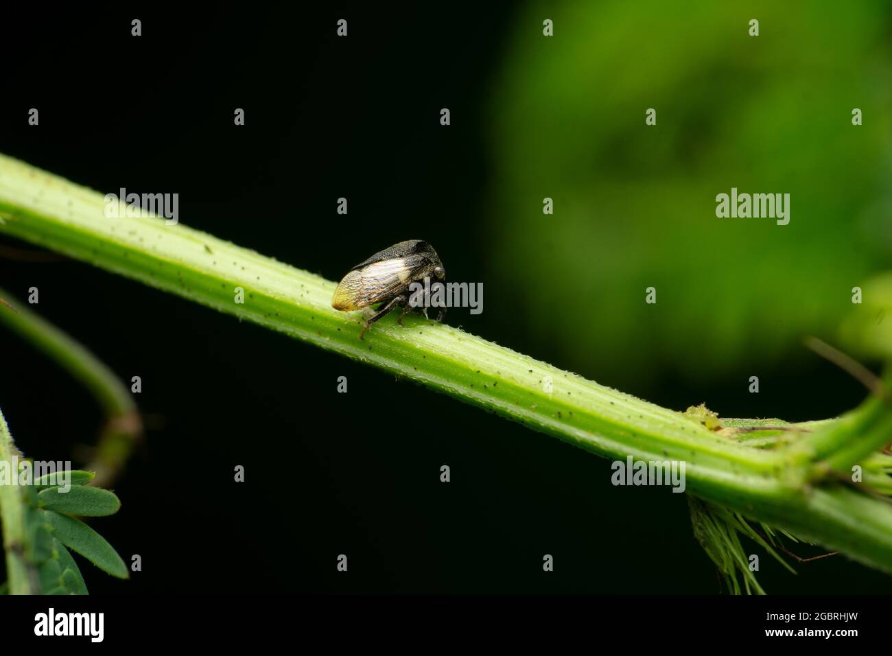 India is home to a large variety of wildlife. It is a biodiversity ...