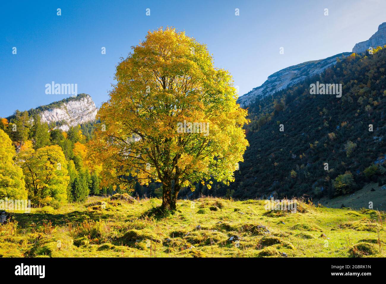 geography / travel, Switzerland, Celtic maple, Acer pseudoplatanus, NO-EXCLUSIVE-USE FOR FOLDING-CARD-GREETING-CARD-POSTCARD-USE Stock Photo