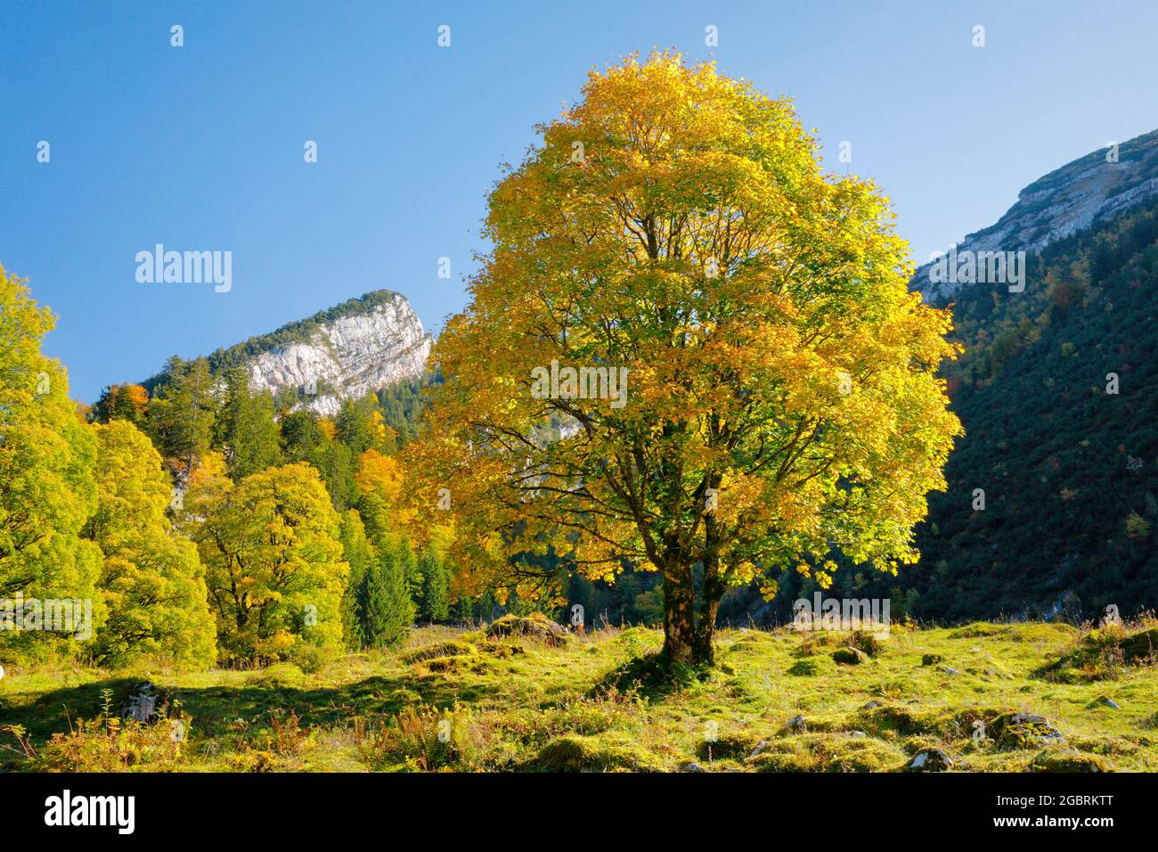 geography / travel, Switzerland, Celtic maple, Acer pseudoplatanus, NO-EXCLUSIVE-USE FOR FOLDING-CARD-GREETING-CARD-POSTCARD-USE Stock Photo
