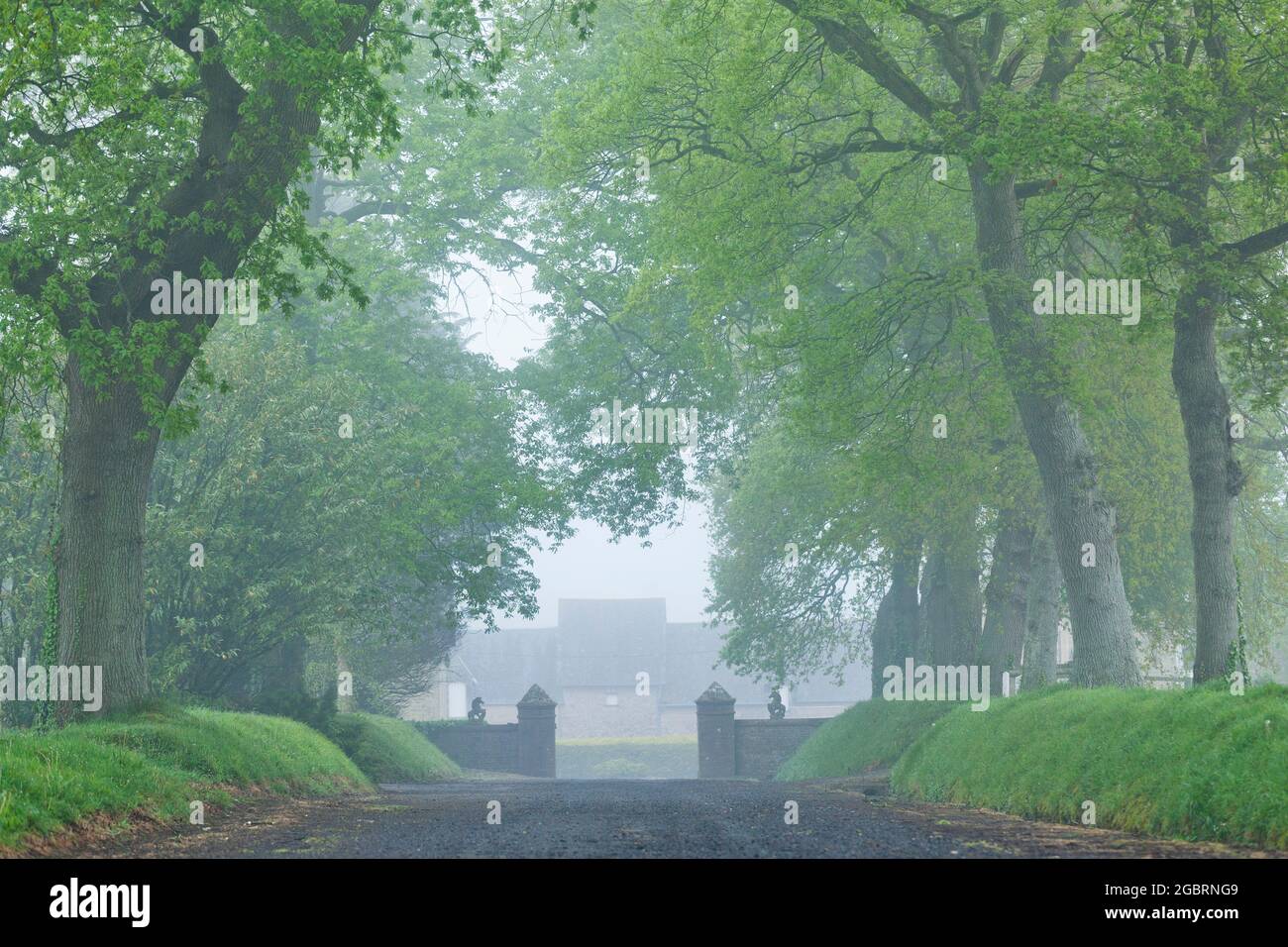 Foggy morning in spring at this old path to a manor in Normandy, France Stock Photo