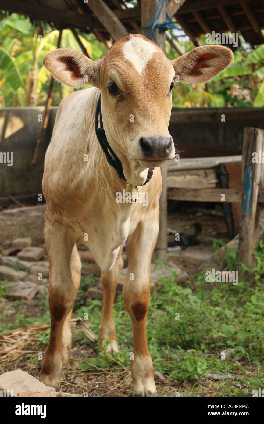Close front view from a curious looking Asian light brown beef c Stock ...