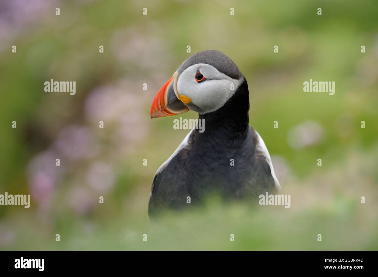 Atlantic puffin (Fratercula arctica) portrait in green grass with shallow depth of field, Shetland islands, UK. Stock Photo