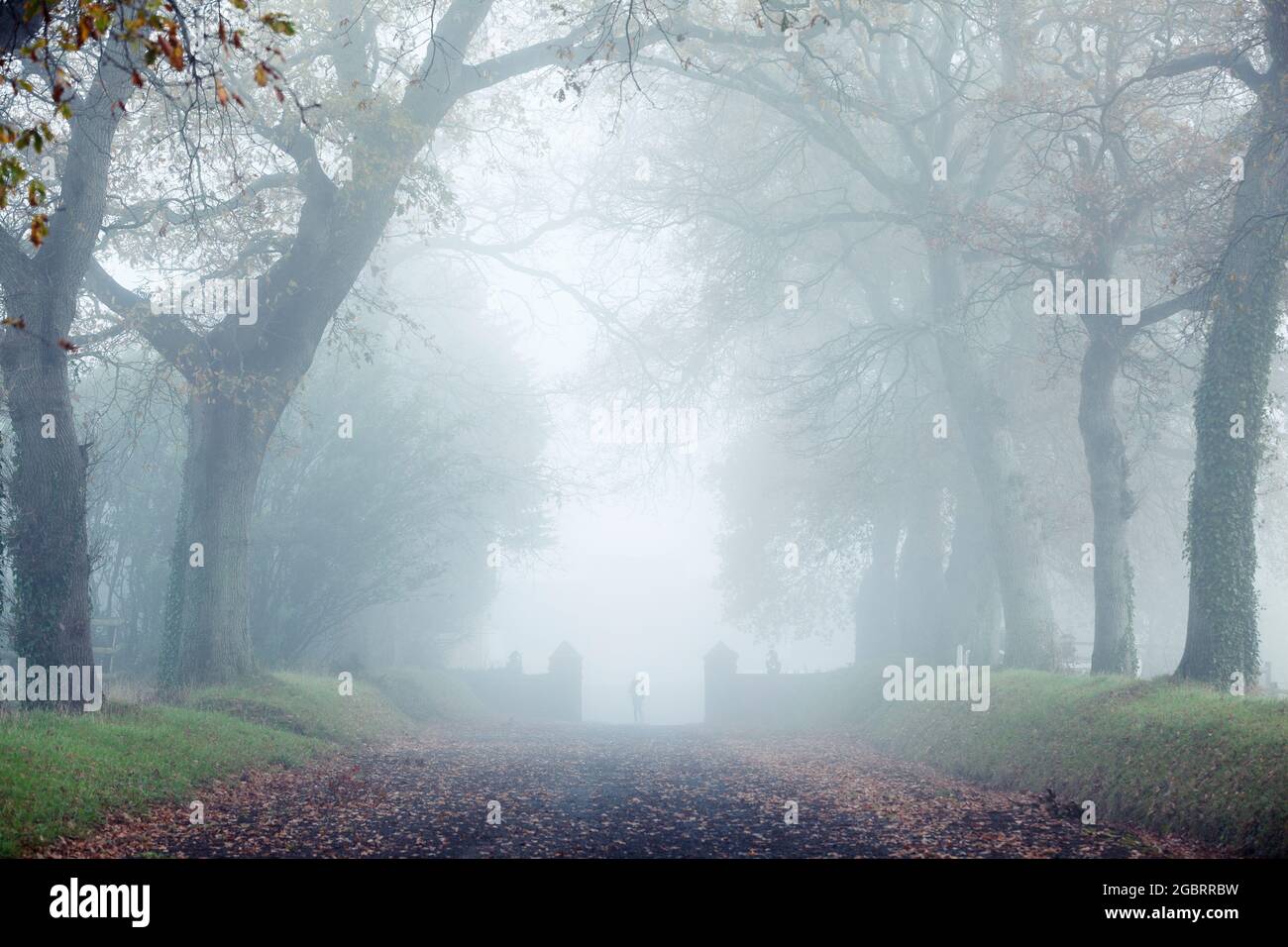 Old trees Avenue in the fog and a silhouette on the way. creepy scene Stock Photo