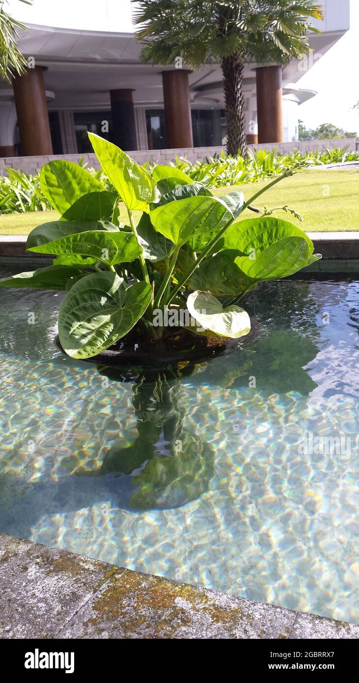 swort plant  (echinodorus palaefolius) in decorable pot in water pond Stock Photo