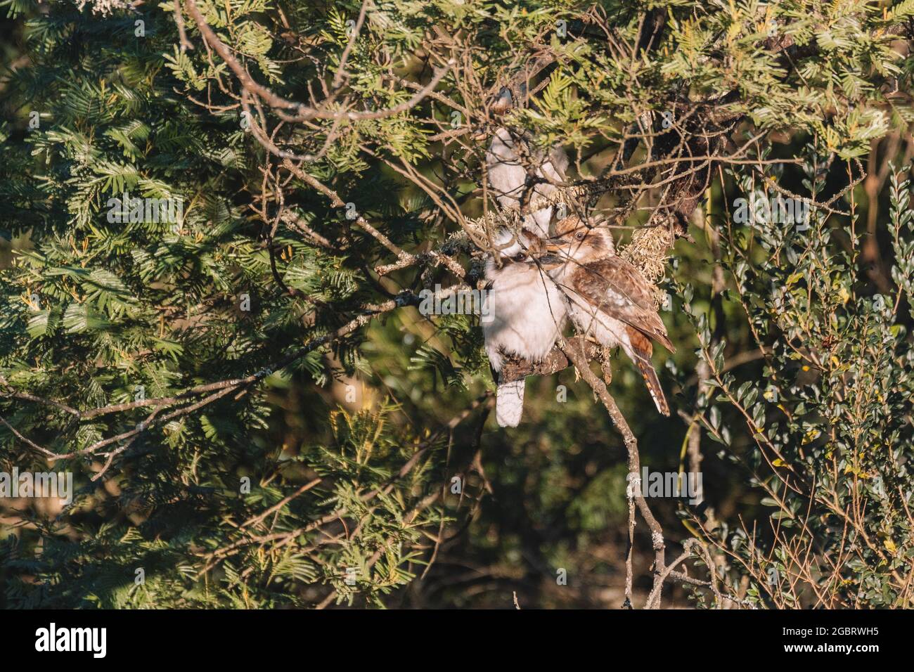 Australian bird, Laughing Kookaburra in a tree. Stock Photo
