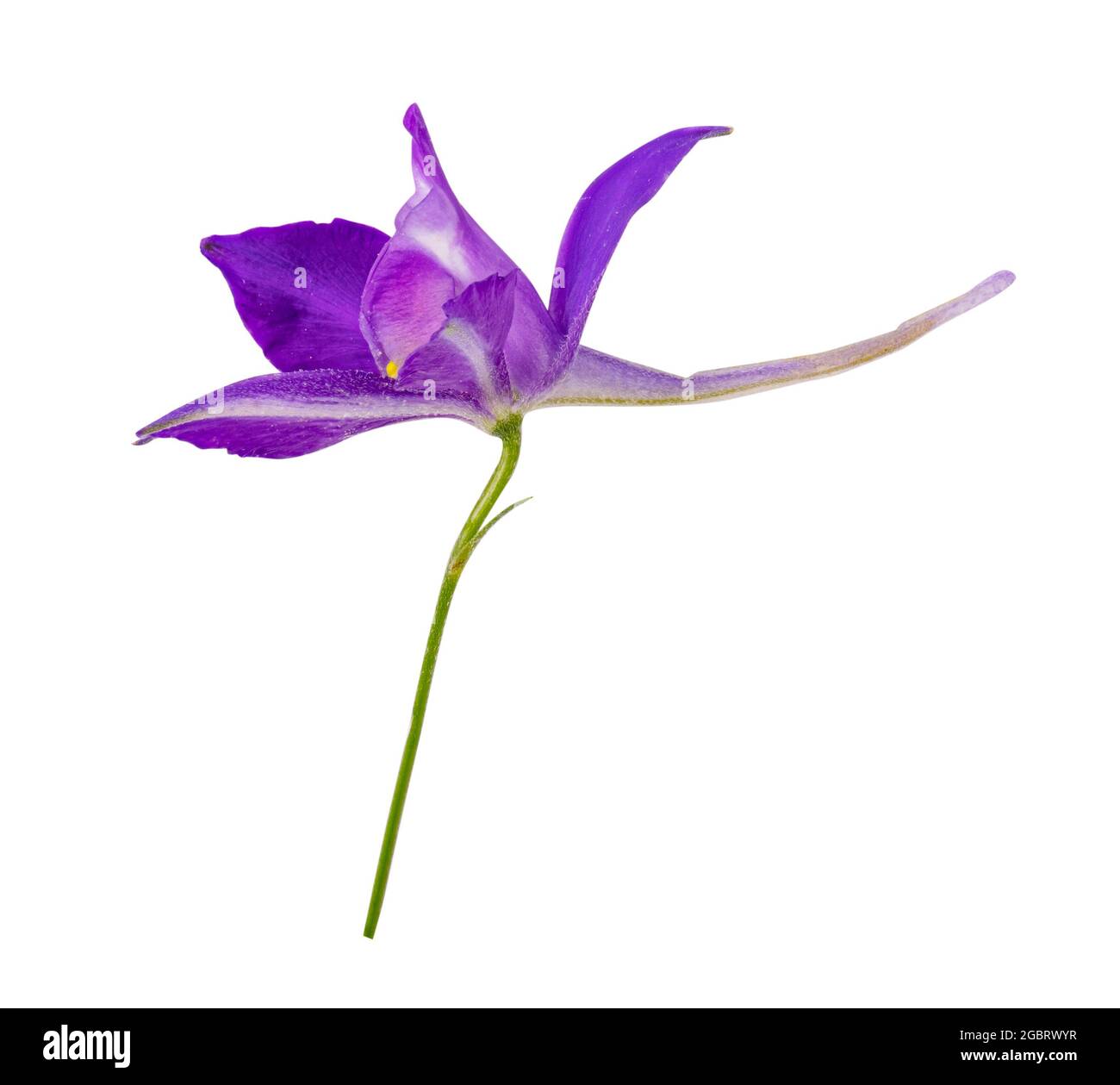 Consolida regalis. Blue wild flower. Clipping path Stock Photo