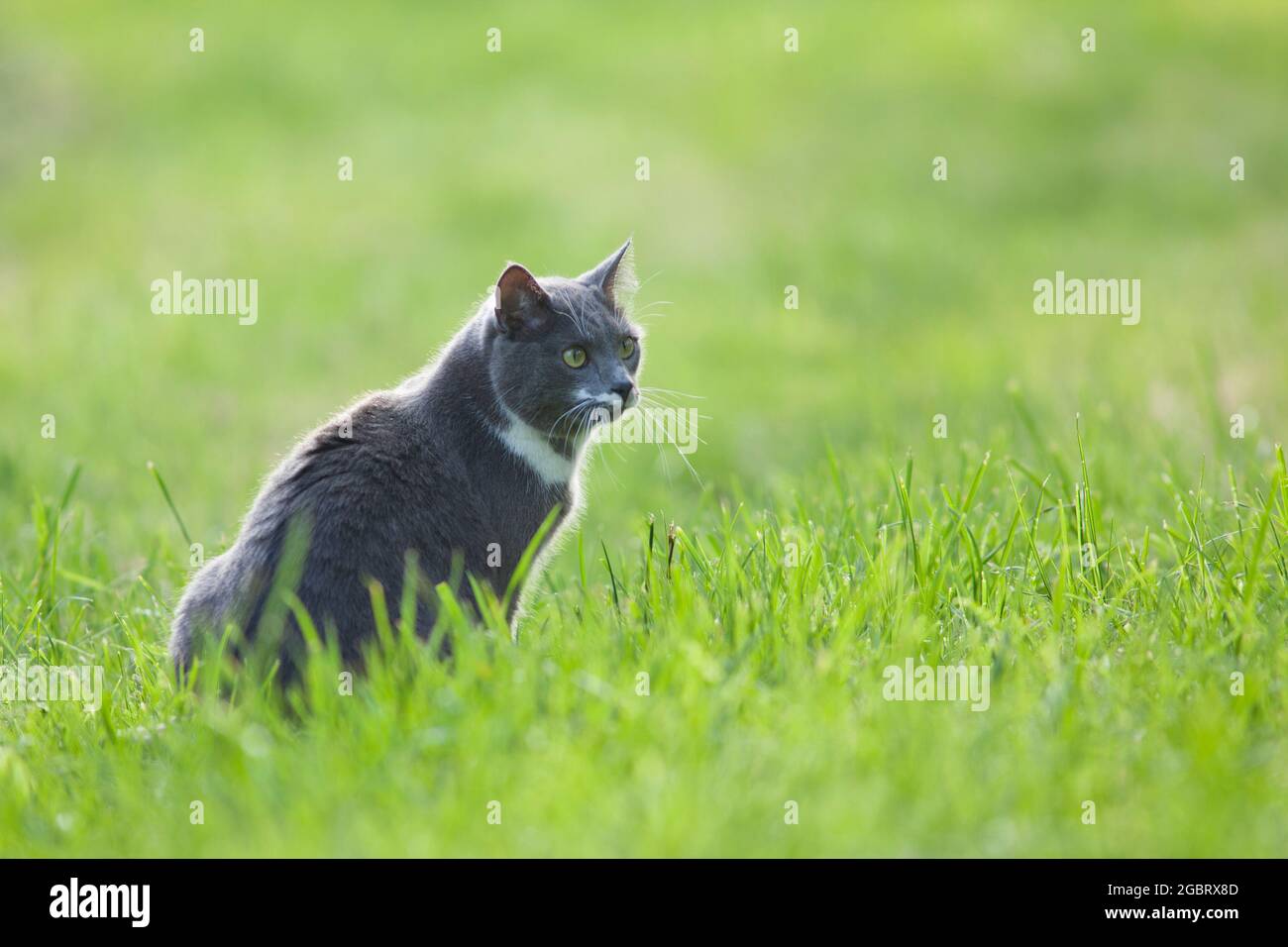 Katze in grüner Wiesen an einem warmen Sommertag. Stock Photo