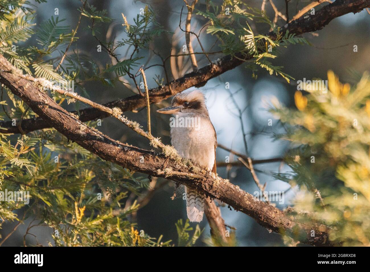 Australian bird, Laughing Kookaburra in a tree. Stock Photo