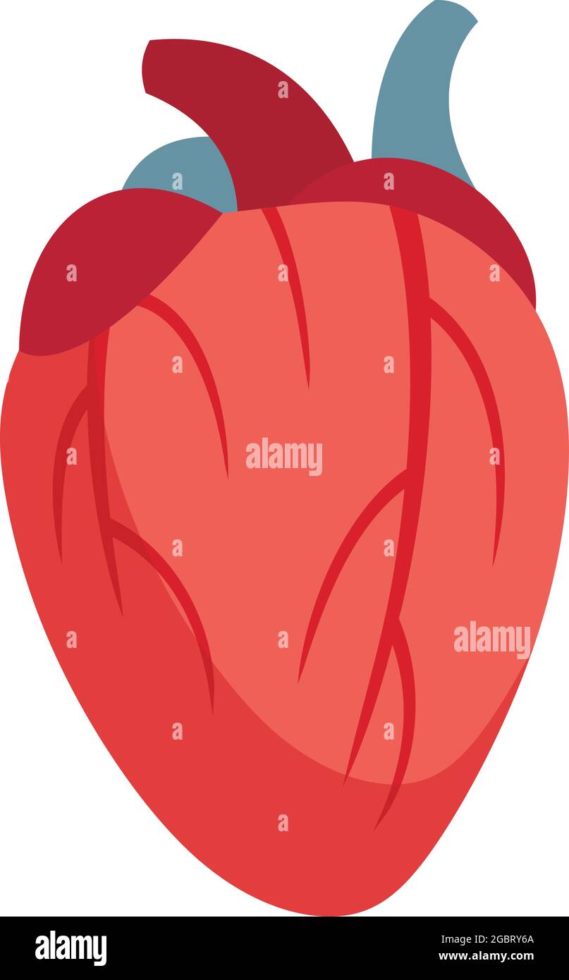 Human heart icon. Flat illustration of human heart vector icon isolated ...
