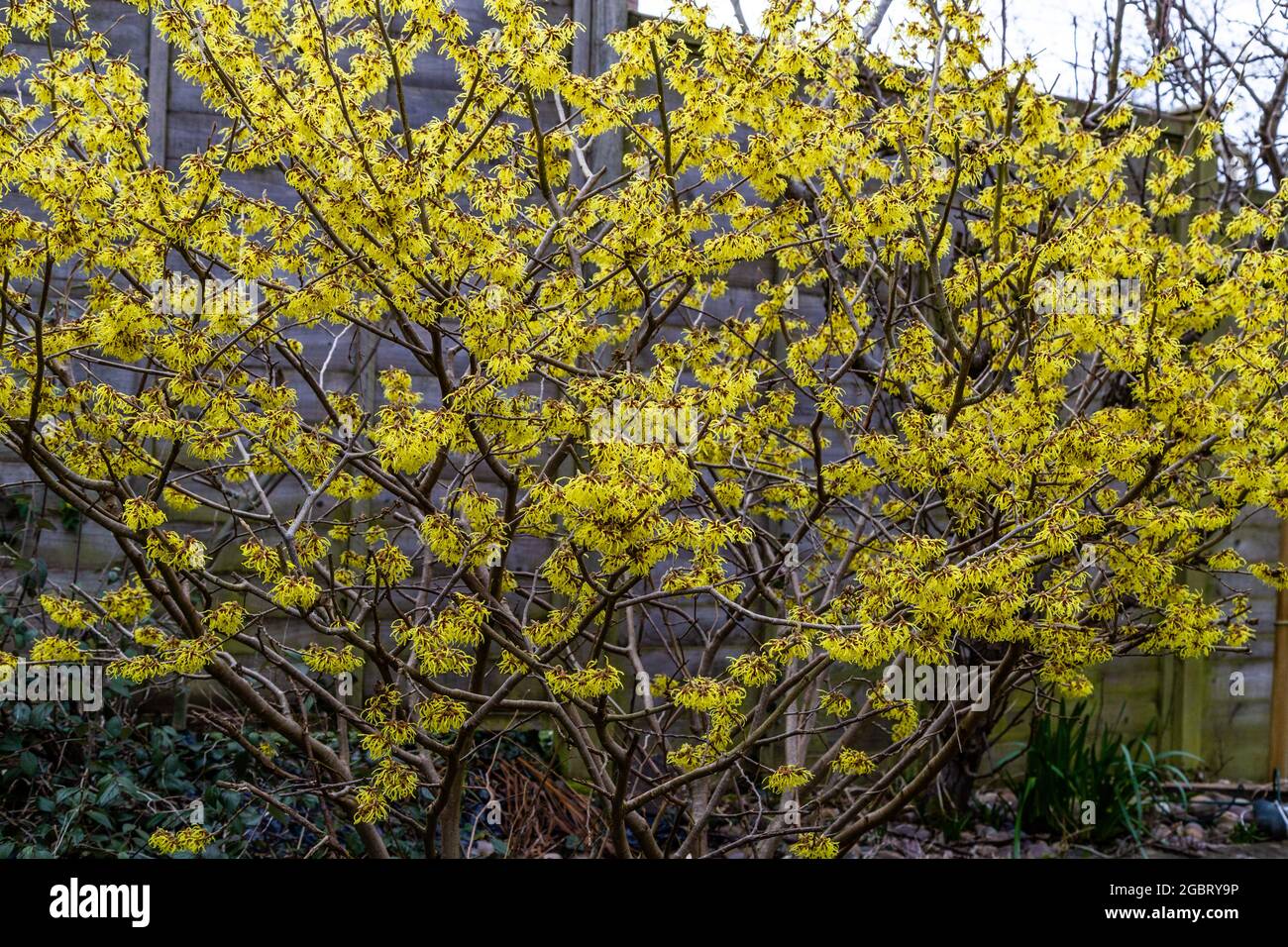 A Witch Hazel in full bloom. The yellow flowers provide colour in a winter garden. (Hamamelis) Stock Photo