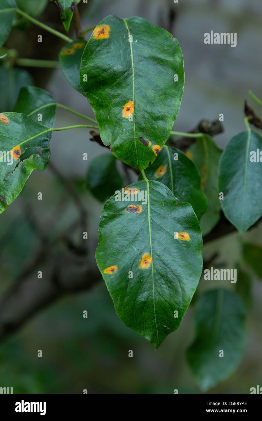 Pear Rust on the leaves of a pear tree. Stock Photo