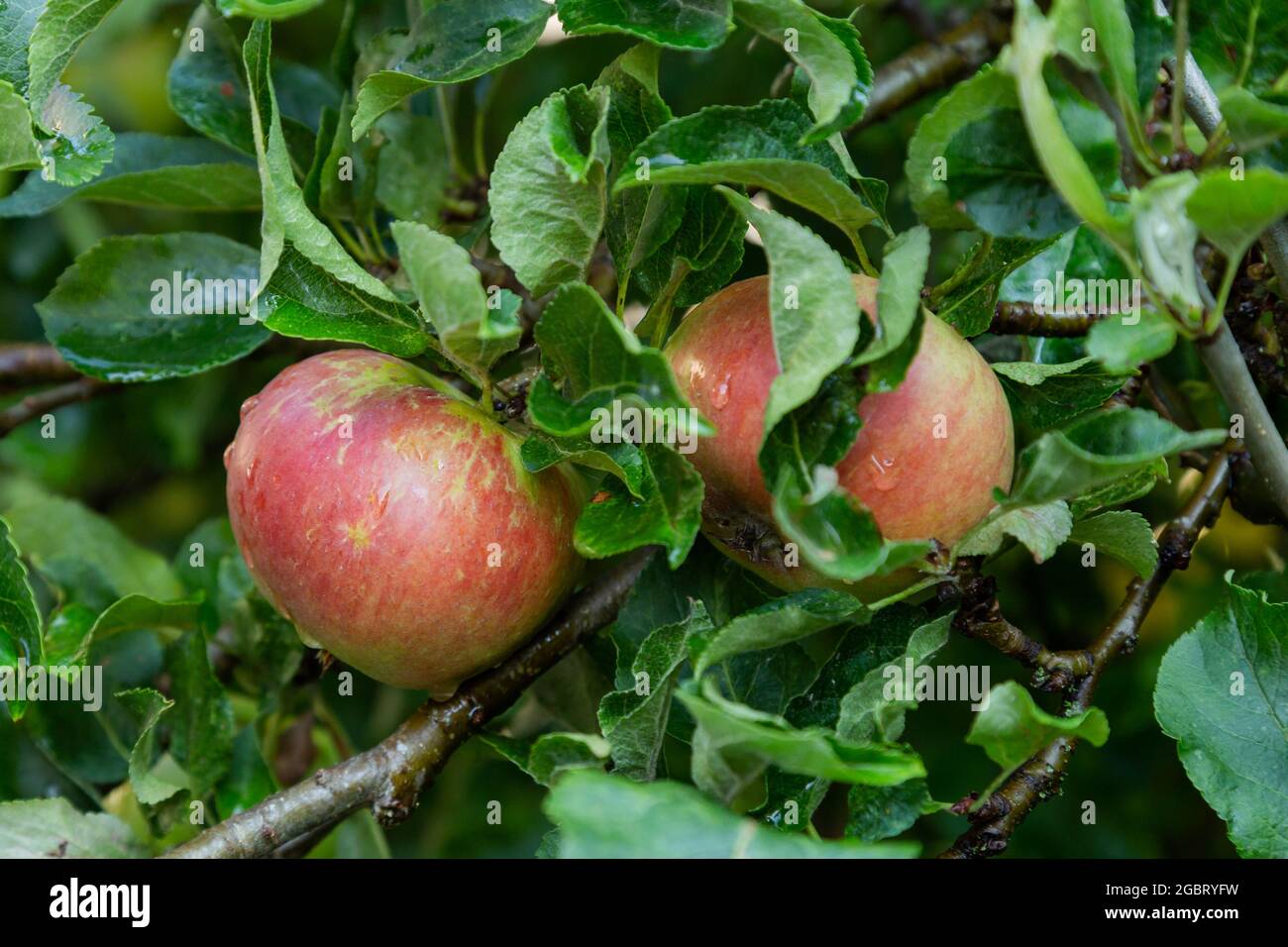 Discovery Apples on a fruit tree in Yorkshire, England Stock Photo Alamy