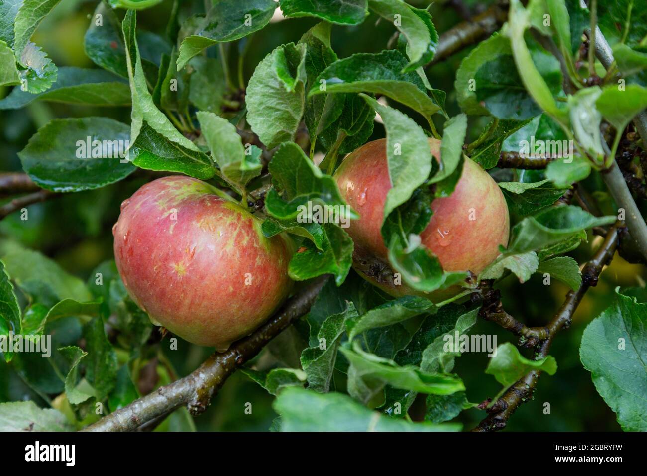 Discovery Apples on a fruit tree in Yorkshire, England. Stock Photo