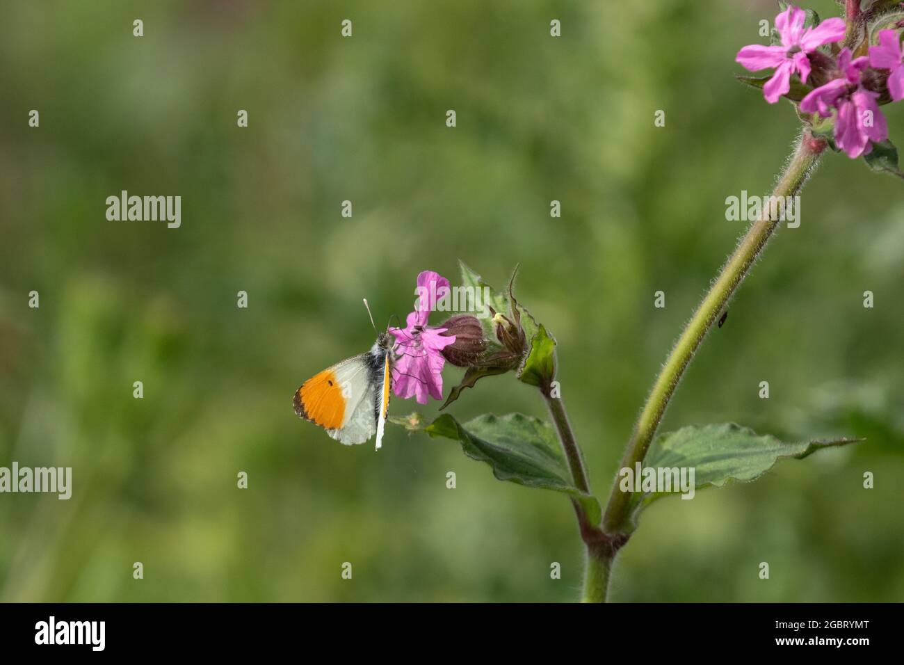 A male orange-tip butterfly (uk) feeding on Red Campion. Stock Photo