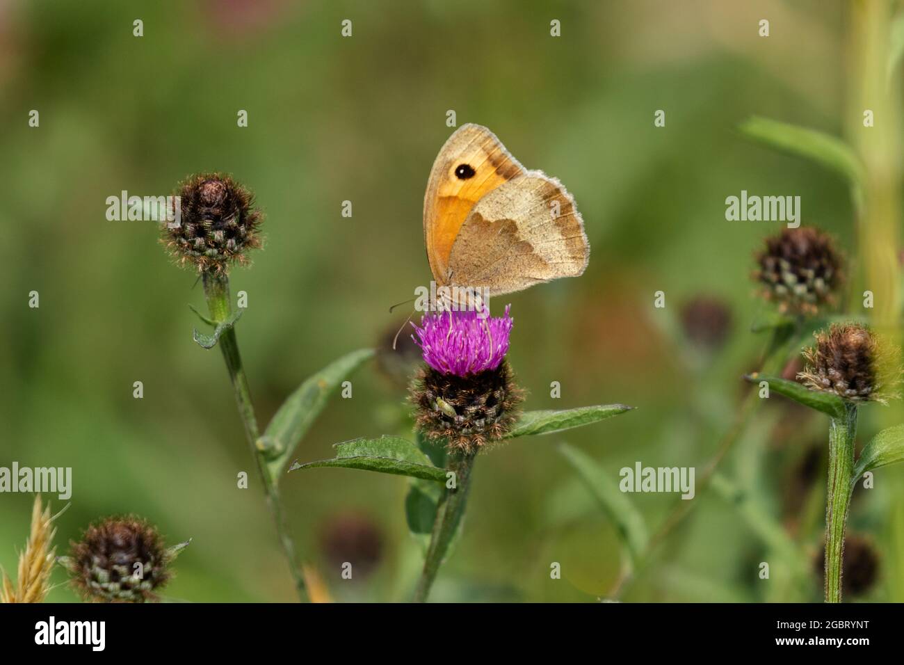 Meadow Brown Butterfly (Maniola jurtina) on knapweed in Yorkshire, England. Stock Photo