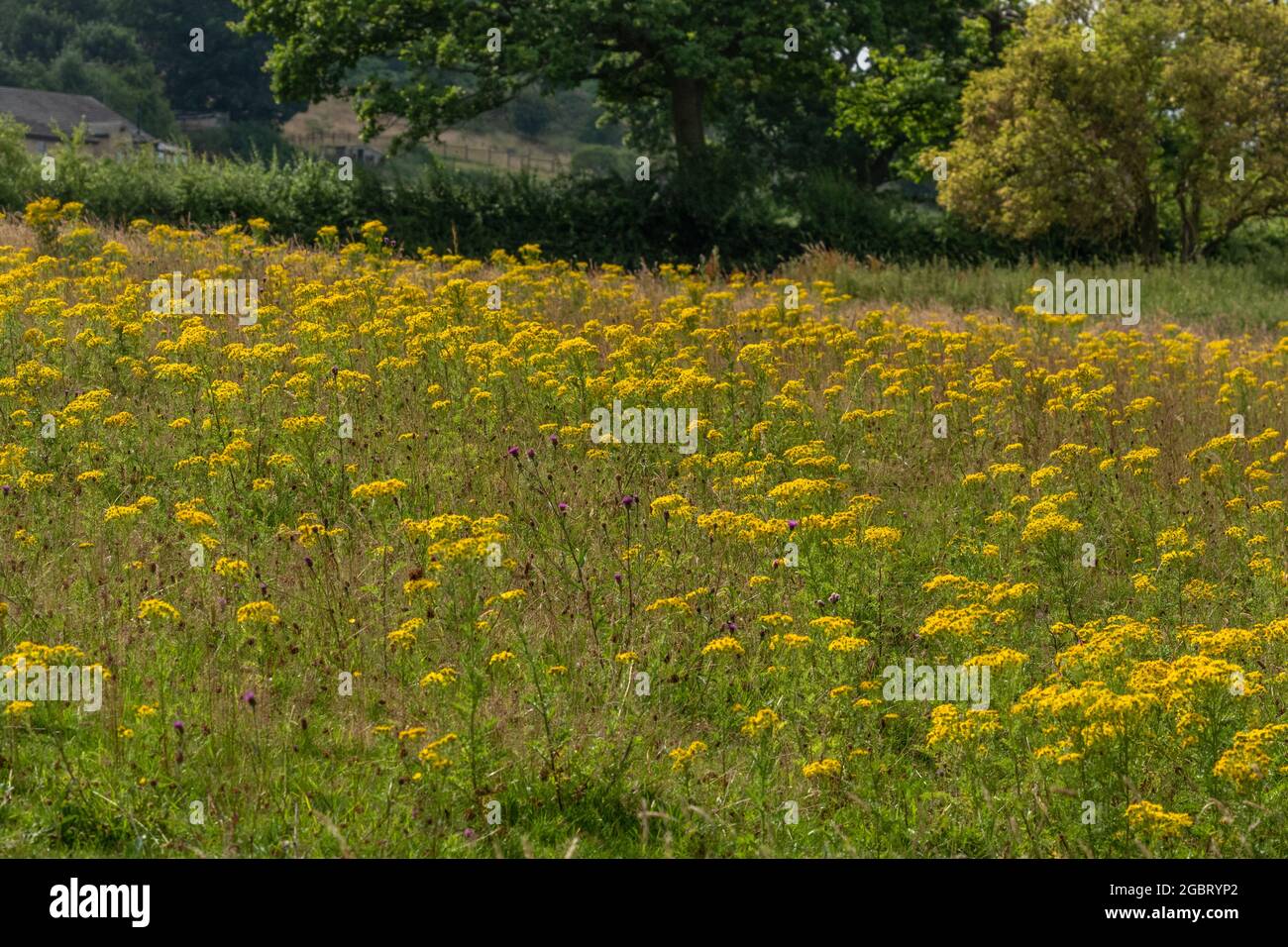 A field of common ragwort. (Senecio jacobaea). This plant is a useful source of food for insects but is poisonous to horses and cattle. Stock Photo