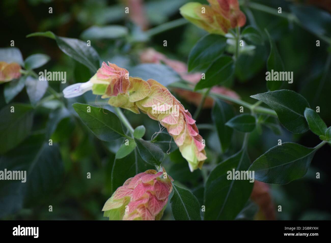 the beautiful red Shrimp plant Stock Photo