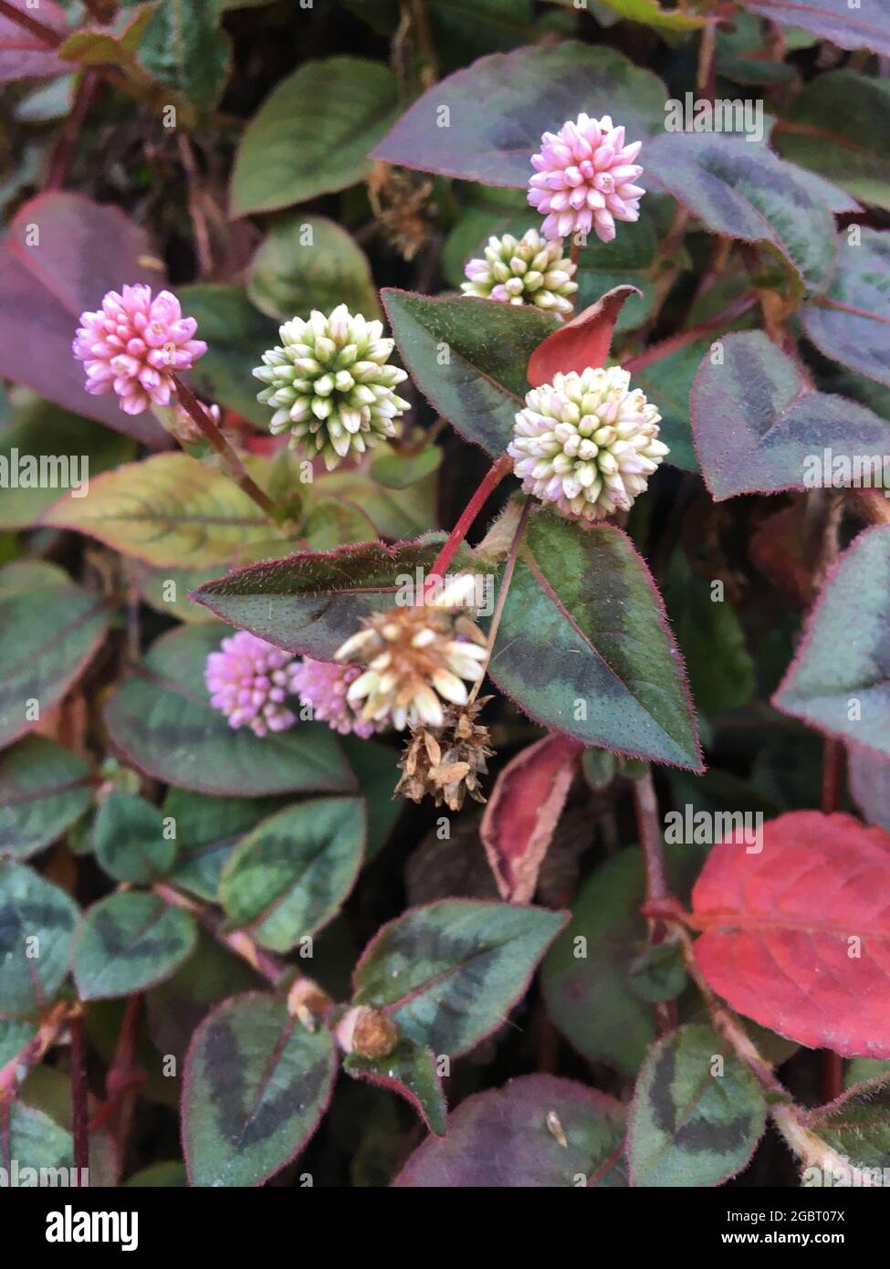 Delicate clusters of colorful flowers hi-res stock photography and ...