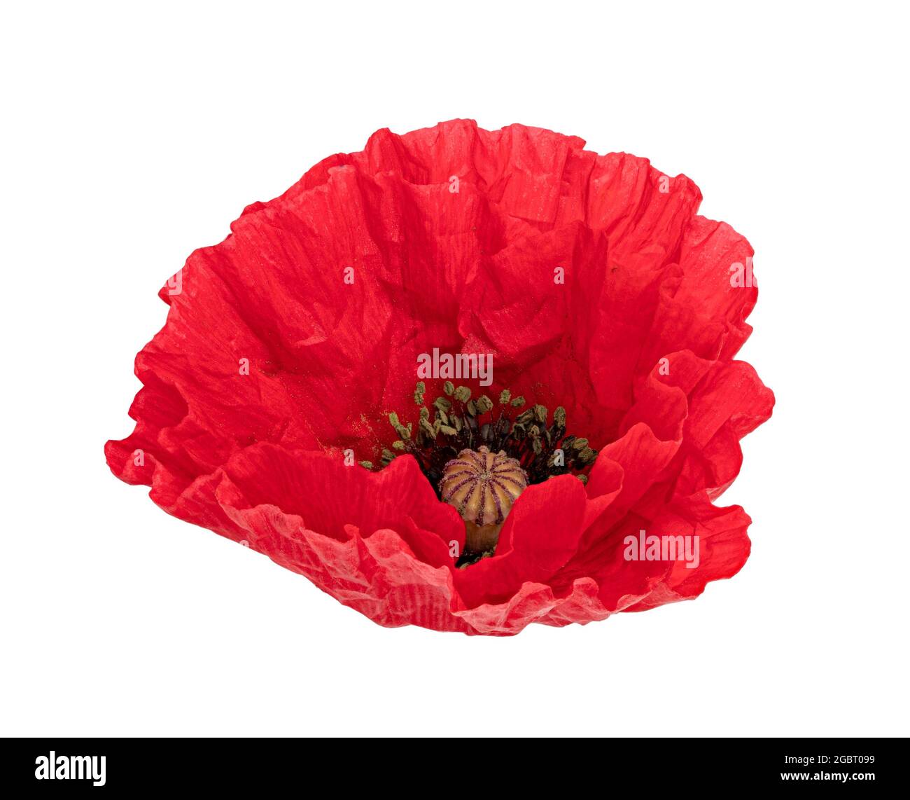 Red poppy isolated on white background. Clipping path Stock Photo - Alamy