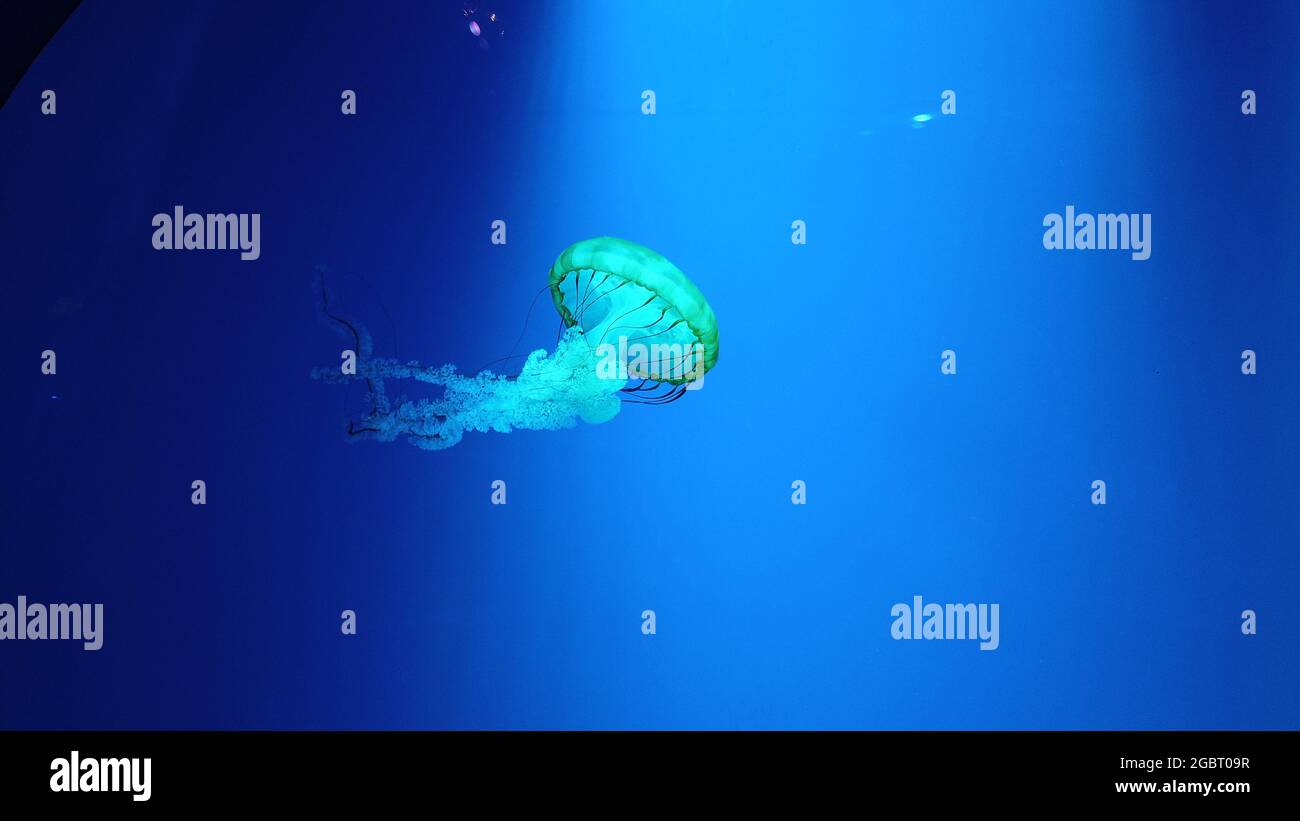 Beautiful jellyfish on blue background Stock Photo - Alamy