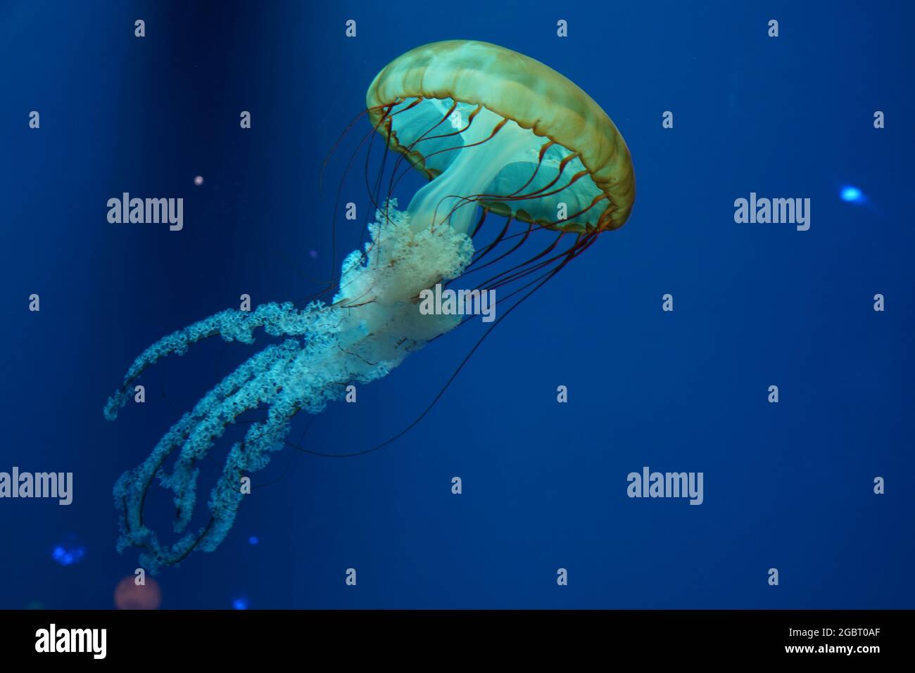Beautiful jellyfish on blue background. Stock Photo