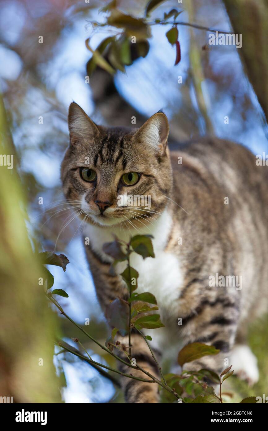 Getigerte Katze klettert durch die Baumkrone eines Obstbaumes und beobachtet dabei einen Käfer, der an einem Ast sitzt Stock Photo