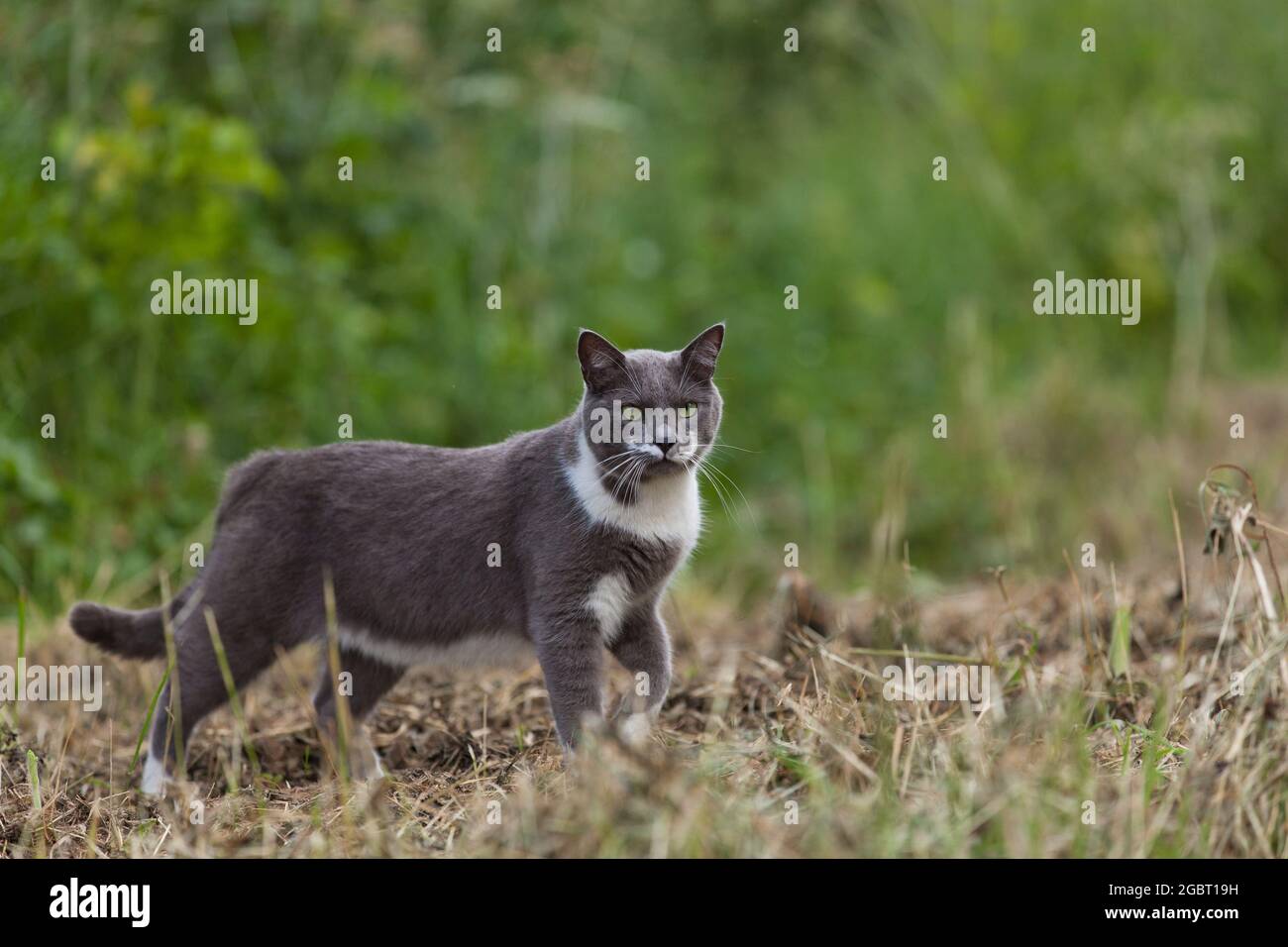 Graue Katze in der Sommerwiese Stock Photo