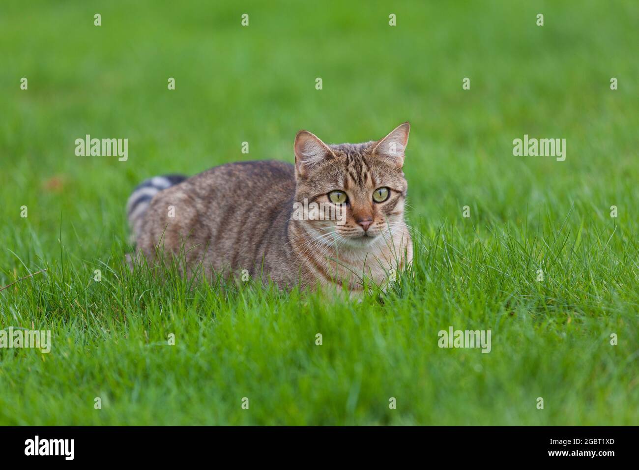 Getigerte Katze auf einer grünen Wiese Stock Photo