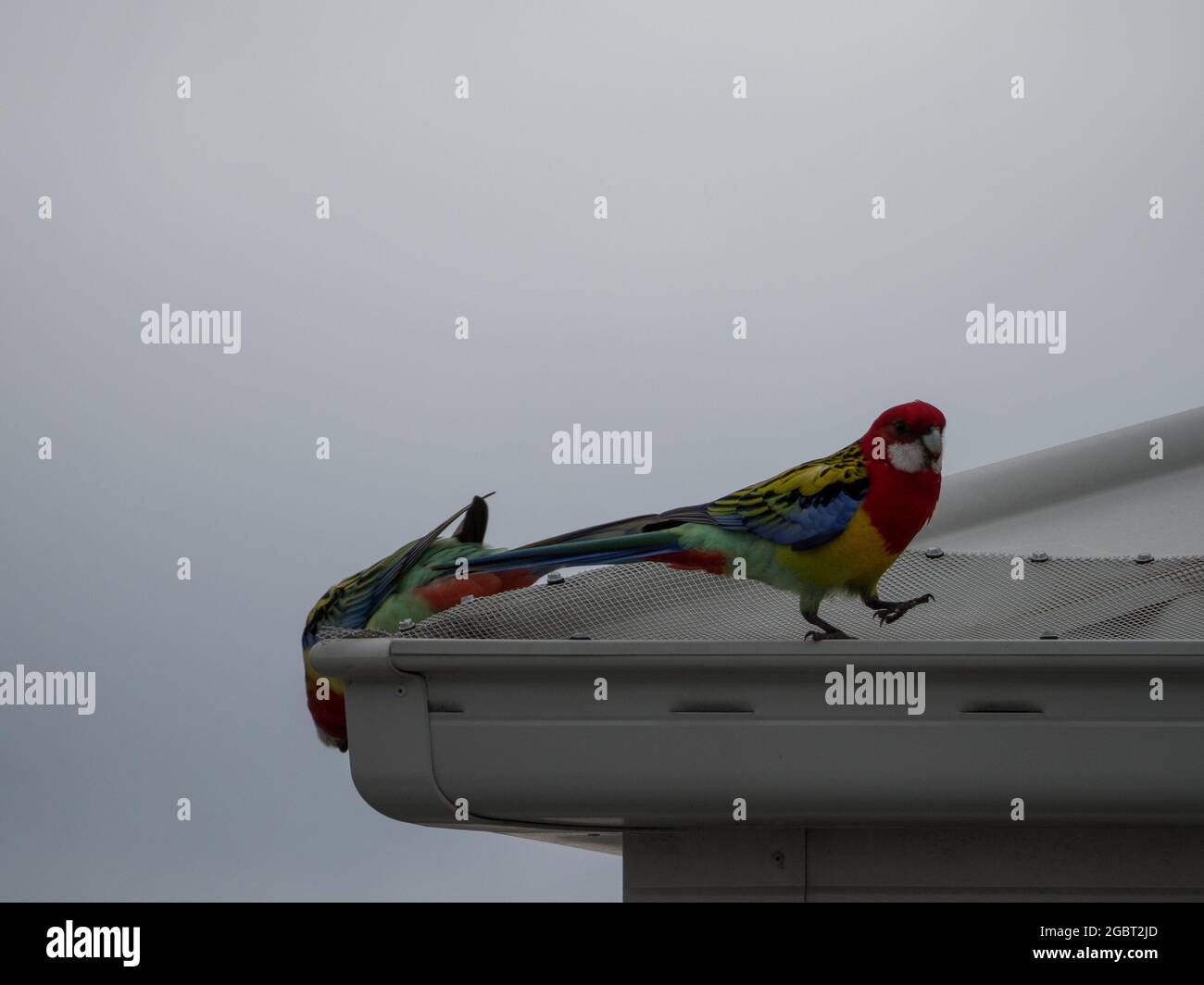 A brightly coloured pair of Eastern Rosellas taking a walk on the edge of the roof and guttering, strutting about, standing out against the grey Stock Photo